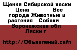 Щенки Сибирской хаски › Цена ­ 18 000 - Все города Животные и растения » Собаки   . Воронежская обл.,Лиски г.